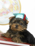Yorkshire Terrier Graduating from College