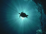 Silhouette of Underwater Sea Turtle from Beneath
