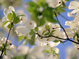 Dogwood Trees in Bloom, Jamaica Plains, MA