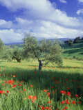 North Ronda, Andalucia, Spain