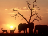 African Elephant, with Impala at Waterhole at Sunset, Botswana Photographic Print