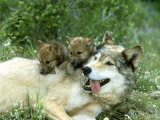 Buy Grey Wolf, Canis Lupus, Montana at AllPosters.com