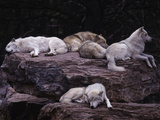 Gray Wolf, Canis Lupus