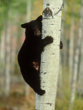 Black Bearursus Americanuscub Sat up Tree, Autumn Foliage