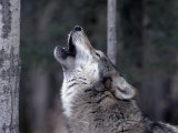 Grey Wolf Howling, Canis Lupus