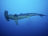 Scalloped Hammerhead Shark, Swimming, Costa Rica