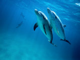 Atlantic Spotted Dolphins, Bimini, Bahamas