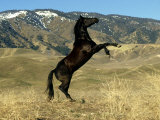 Buy Black Stallion, Rearing Up at AllPosters.com