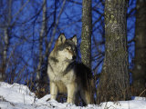 Gray Wolf, Canis Lupus