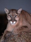 Mountain Lion on Rock, Felis Concolor