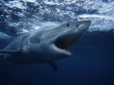 Great White Shark, Swimming, South Australia