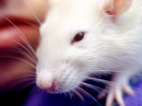 Buy Close-up of Girl's Pet Rat at AllPosters.com