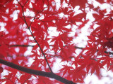 Japanese Maple Leaves on Branch