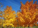 Buy France, Amboise, Foliage at AllPosters.com