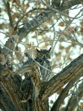Buy Great Horned Owl in Tree, NM at AllPosters.com