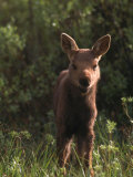 Baby Moose, Grand Teton National Park, WY