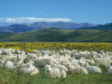 Sheep Grazing, New Zealand