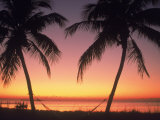Buy Silhouette of Trees at the Beach at Sunset, FL at AllPosters.com