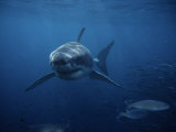 Great White Shark, Swimming, South Australia