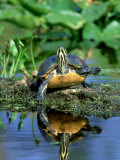 Florida Redbelly Turtle, Sunning, USA