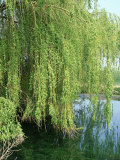 Weeping Willow, Cambridgeshire, UK