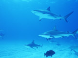 Reef Sharks, Walker's Cay, Bahamas