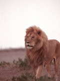 Lion, Masai Mara Game Resv, Kenya, Africa