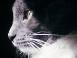 Portrait of a Cat