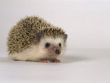 Buy Four-Toed Hedgehog at AllPosters.com