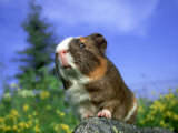 Smooth Coat Guinea Pig