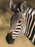 Burchells Zebra, Close-up Portrait, Botswana (August)