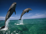 Bottlenose Dolphins, Tursiops Truncatus