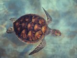 Green Turtle, Java, Indian Ocean