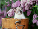 Buy Kitten in a Milk Bucket at AllPosters.com