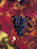 Grapes Ready for Harvest, Napa Valley, CA