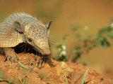 Buy Yellow Armadillo, Pantanal, Brazil at AllPosters.com