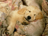 Golden Retriever Puppy, Resting on Blanket