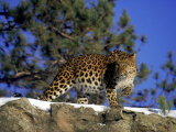 Amur Leopard, Panthera P Orientalis
