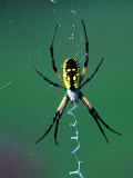 Buy Garden Spider at AllPosters.com