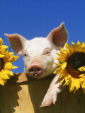 Pig with Sunflowers in Bushel