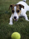 Jack Russell Terrier Playing with Ball in Backyard