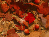 Buy Fallen Leaves and Acorn Seeds at AllPosters.com