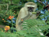 Buy Vervet Monkey, Zimbabwe at AllPosters.com