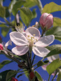 Apple Blossom