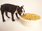 Boston Terrier Puppy Eating from Huge Bowl