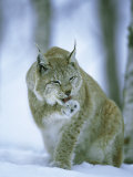 European Lynx, Female Grooming Foot, Norway
