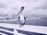 Florida Pelican on Daytona Beach Pier, FL
