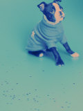 Boston Terrier Puppy Sitting with Sweater