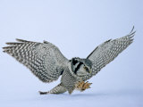 Hawk Owl, Pouncing on Prey in Snow, Finland