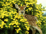 Buy White-Tailed Deer, Fawn, Montana at AllPosters.com